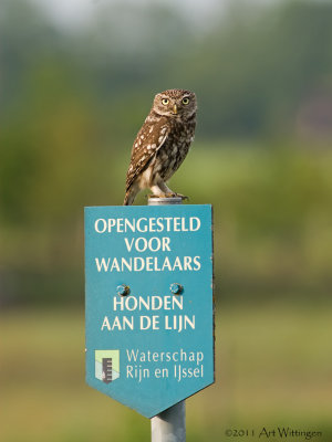 Athene noctua / Steenuil / Little owl