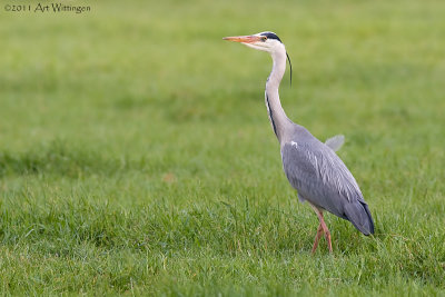 Ardea Cinerea / Blauwe Reiger / Grey Heron