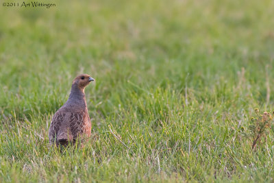 Perdix perdix / Patrijs / Grey Partridge