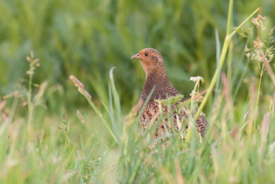 Perdix perdix / Patrijs / Grey Partridge