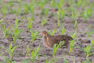 Perdix perdix / Patrijs / Grey Partridge