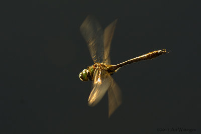 Cordulia Aenea / Smaragdlibel / Downy Emerald