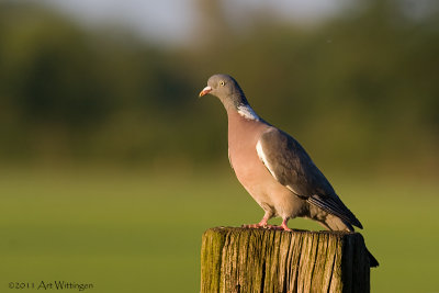 Columba palumbus / Houtduif / Wood pigeon