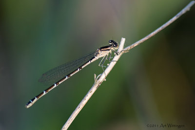 Enallagma cyathigerum / Watersnuffel / Common blue damselfly