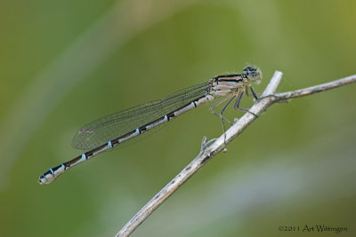 Enallagma cyathigerum / Watersnuffel / Common blue damselfly
