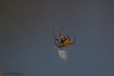 Larinioides cornutus / Rietkruisspin / Orbweaving spider