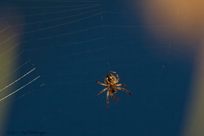 Larinioides cornutus / Rietkruisspin / Orbweaving spider