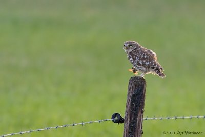 Athene noctua / Steenuil / Little owl