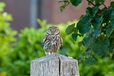 Athene noctua / Steenuil / Little owl