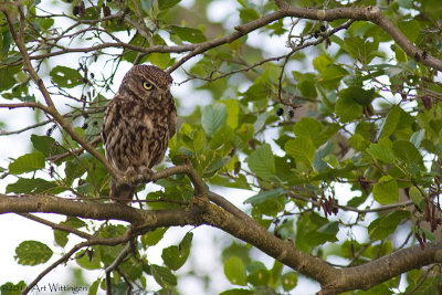 Athene noctua / Steenuil / Little owl