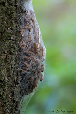 Eikenprocessierups /  Oak Procession Caterpillar