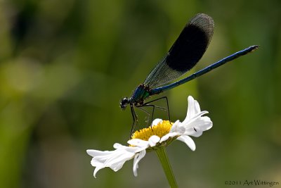 Calopteryx splendens / Weidebeekjuffer / Banded Demoiselle