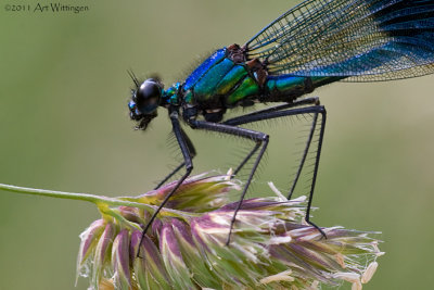 Calopteryx splendens / Weidebeekjuffer / Banded Demoiselle