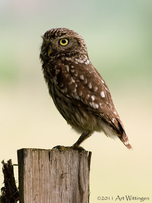 Athene noctua / Steenuil / Little owl