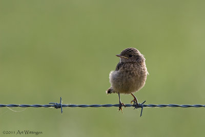 Saxicola Rubicola / Roodborsttapuit / European Stonechat 