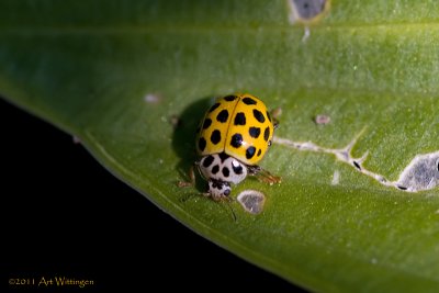 Psyllobora vigintiduopunctata / Citroenlieveheersbeestje / 22 Spot ladybird