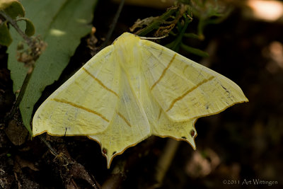 Ourapterix sambucaria / Vliervlinder / Swallow-tailed Moth