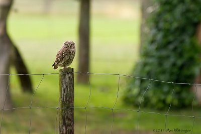 Athene noctua / Steenuil / Little owl