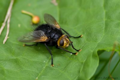 Tachina grossa / Stekelsluipvlieg / Tachinid fly