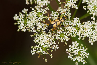 Strangalia maculata / Gevlekte Smalbok / Longhorn beetle