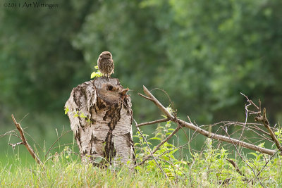 Athene noctua / Steenuil / Little owl