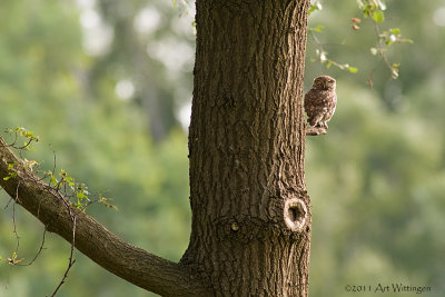 Athene noctua / Steenuil / Little owl