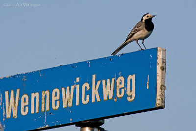 Motacilla Alba / Witte Kwikstaart / White wagtail