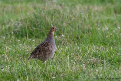 Perdix perdix / Patrijs / Grey Partridge