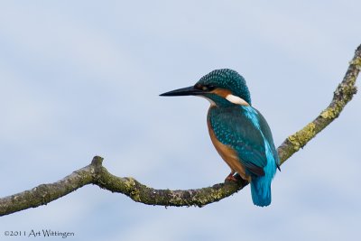 Alcedo atthis / IJsvogel / Kingfisher