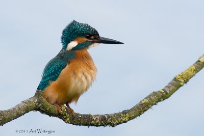 Alcedo atthis / IJsvogel / Kingfisher