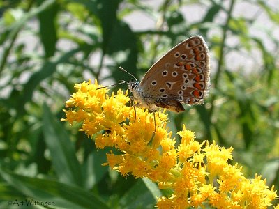 Icarusblauwtje / Common Blue / Polyommatus icarus