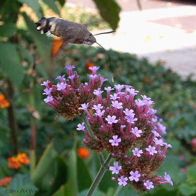 Kolibrievlinder /  Hummingbird Hawk-moth / Macroglossum stellatarum