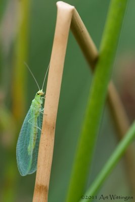 Chrysoperla carnea / Groene Gaasvlieg / Common green lacewing