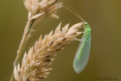 Chrysoperla carnea / Groene Gaasvlieg / Common green lacewing