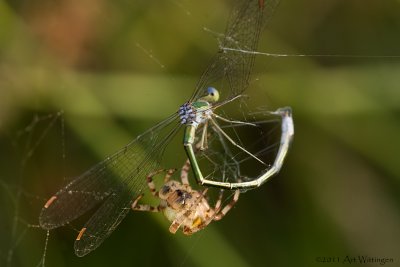 Larinioides cornutus / Rietkruisspin / Orbweaving spider 