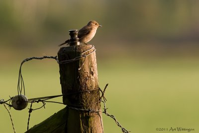 Muscicapa striata / Grauwe Vliegenvanger /  Spotted Flycatcher 