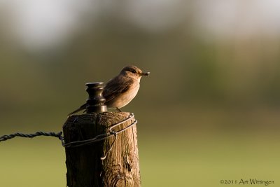 Muscicapa striata / Grauwe Vliegenvanger /  Spotted Flycatcher 