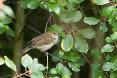 Sylvia atricapilla / Zwartkop / Blackcap