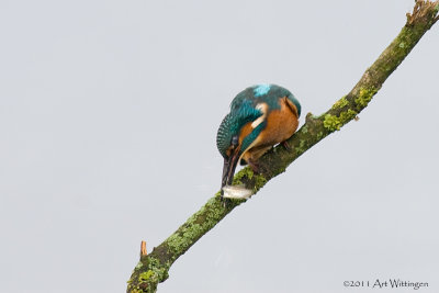 Alcedo atthis / IJsvogel / Kingfisher