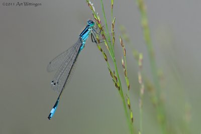 Ischnura ellegans / Lantaarntje / Blue-tailed Damselfly