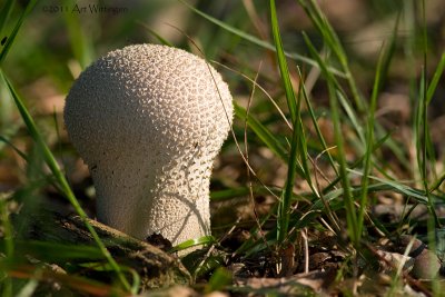 Lycoperdon perlatum / Parelstuifzwam / Common puffball 