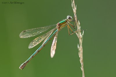 Gewone Pantserjuffer /  Emerald Damselfly