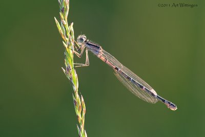 Enallagma cyathigerum / Watersnuffel / Common blue damselfly