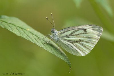 Pienis napae / Klein geaderd Witje / Green-veined white