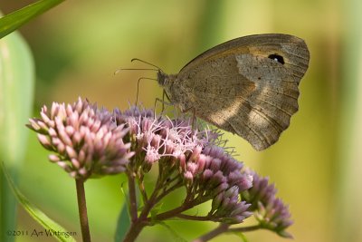 Bruin Zandoogje / Meadow Brown /  Maniola jurtina