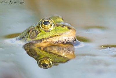 Rana esculenta / Groene Kikker spec. / Edible Frog