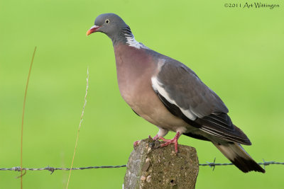 Columba palumbus / Houtduif / Wood pigeon