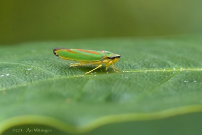 Graphocephala coccinea / Rhododendroncicade