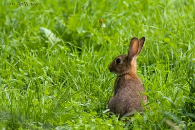 Oryctolagus cuniculus / Konijn / Rabbit