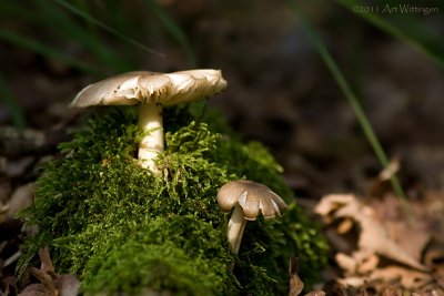 Pluteus cervinus / Gewone Hertenzwam